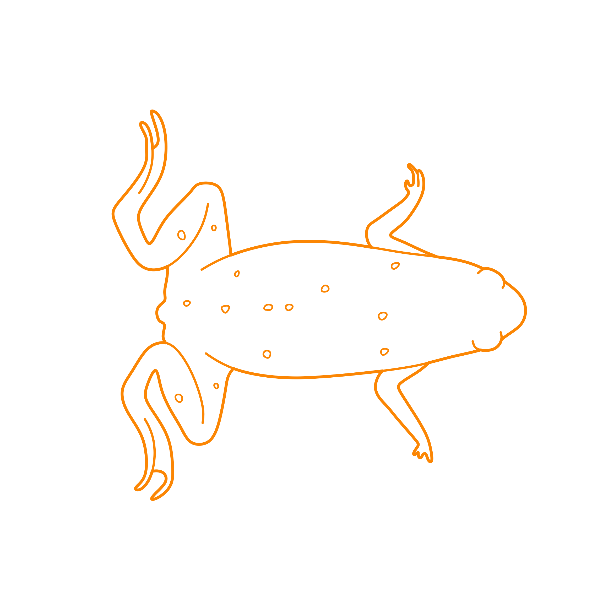 Animals Frogs African Dwarf Frog Sketch Svg Vector Free Vectors